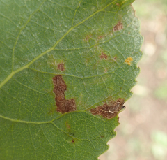 Phyllocnistis unipunctella