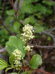 Ceanothus sanguineus