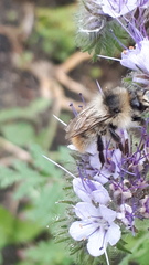 Bombus sylvarum