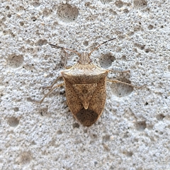 Euschistus variolarius