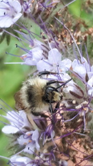 Bombus sylvarum