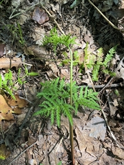 Sceptridium dissectum