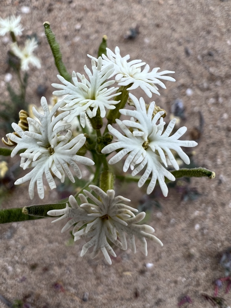 Schizopetalon