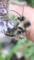 Bombus sylvarum