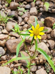 Bidens cernua