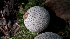 Lycoperdon perlatum
