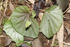 Begonia hirtella