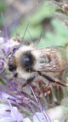 Bombus sylvarum