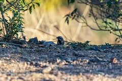 Amphispiza bilineata