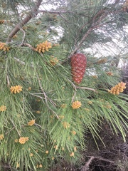Pinus canariensis