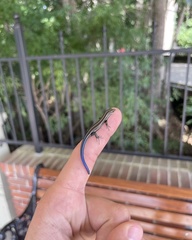 Plestiodon