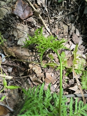 Sceptridium dissectum