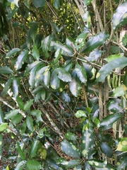 Melicytus ramiflorus