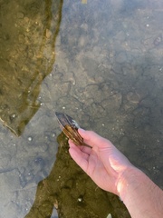 Unionidae