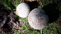 Lycoperdon perlatum