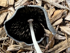 Coprinopsis lagopus