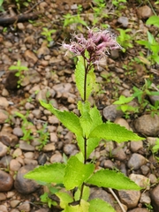 Eutrochium maculatum