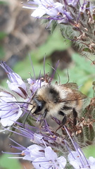 Bombus sylvarum