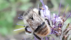 Bombus sylvarum