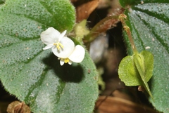 Begonia hirtella