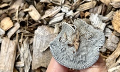 Coprinopsis lagopus