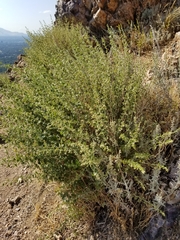 Brickellia californica
