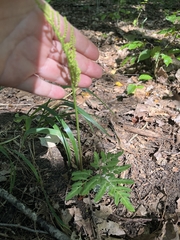 Sceptridium dissectum