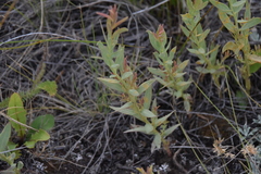 Comandra umbellata