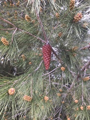 Pinus canariensis