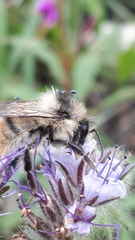 Bombus sylvarum