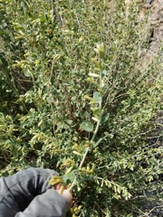 Brickellia californica