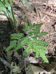 Sceptridium dissectum