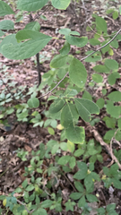 Dirca palustris