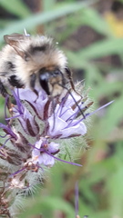Bombus sylvarum