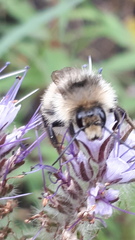 Bombus sylvarum