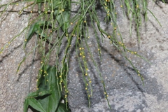 Psilotum nudum