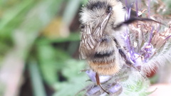 Bombus sylvarum