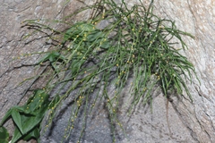 Psilotum nudum