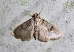 Palpita