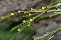 Psilotum nudum