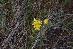 Agoseris glauca