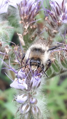 Bombus sylvarum