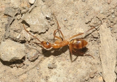 Camponotus variegatus