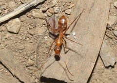 Camponotus variegatus