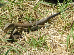 Ameiva praesignis