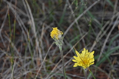 Agoseris glauca