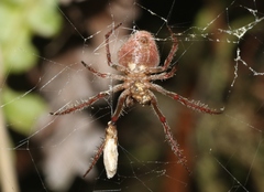 Araneus kapiolaniae