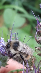 Bombus sylvarum