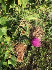 Cirsium vulgare