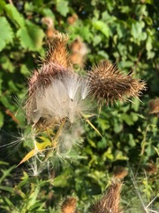 Cirsium vulgare